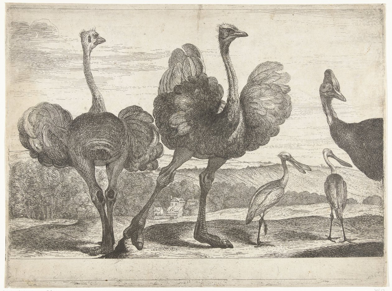 Pštrosi, Cassowary a Spoonbill Ptáci ze zvěřince ve Versailles (název série) od Peeter Boel (attributed to)