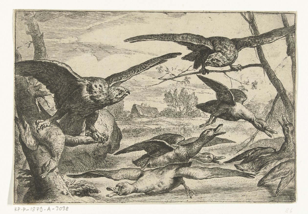 Roofvogels Různí ptáci (název série) od Peeter Boel