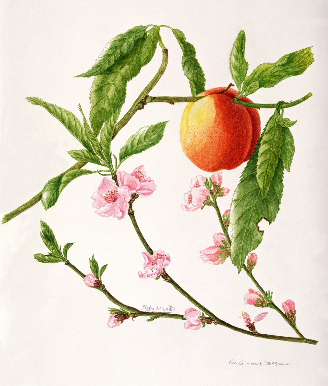 Peach var: Peregrine (akvarel) od Peggy Wyatt