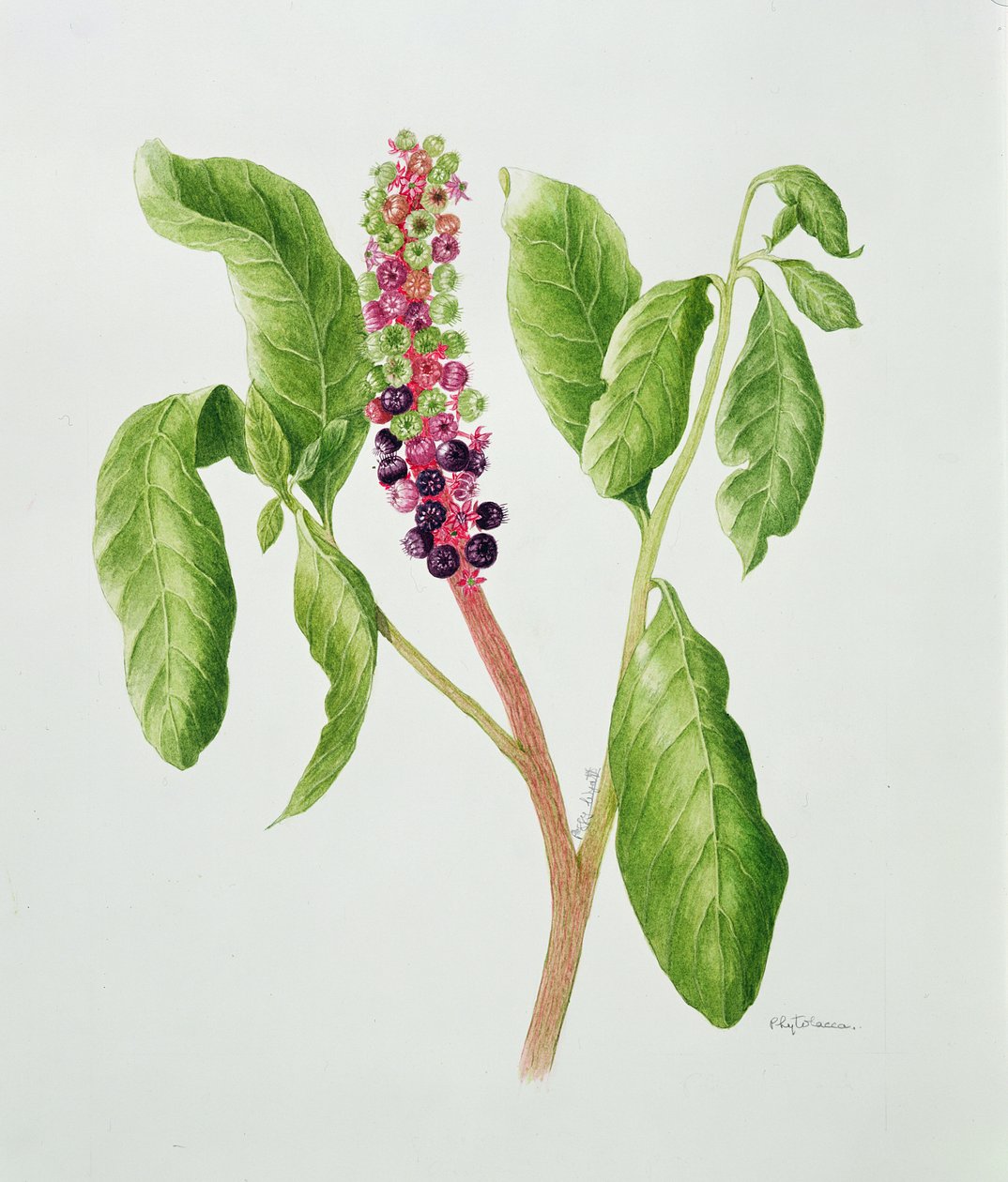 Phytolacca (akvarel) od Peggy Wyatt