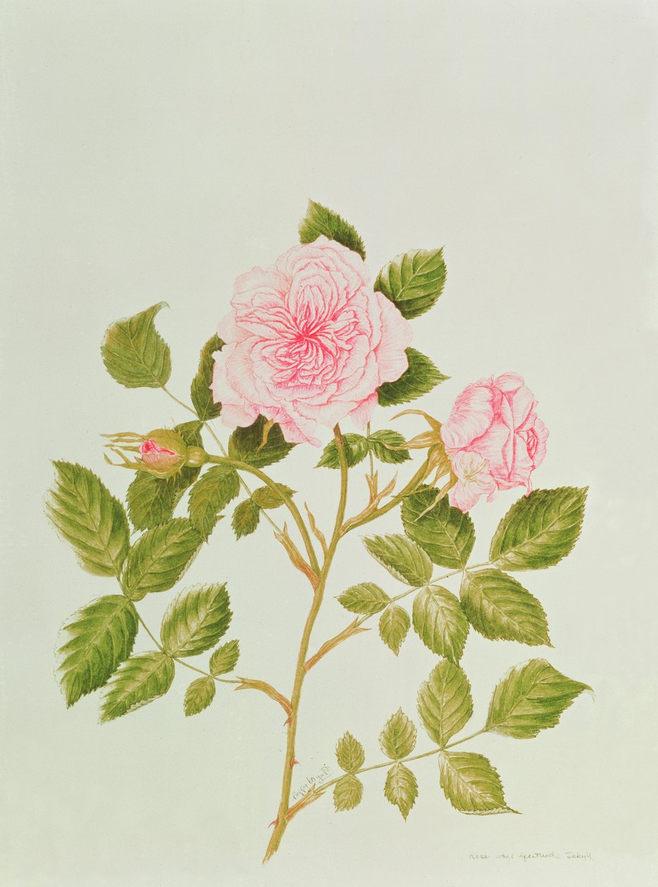 Rosa var: Gertrude Jekyll (akvarel) od Peggy Wyatt