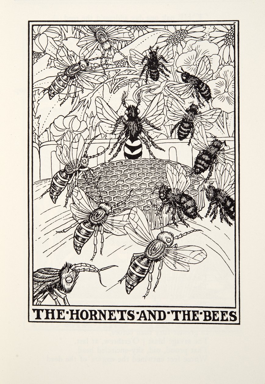 The Hornets and the Bees, from Fontaine Fables, pub. 1905 (rytina) od Percy J. Billingshurst