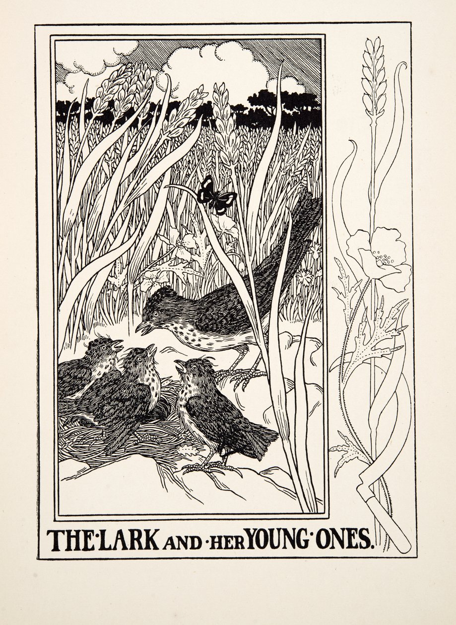 Skřivan a její mladíci, ze Sto bajek o Ezopovi, pub. 1903 (rytina) od Percy J. Billingshurst