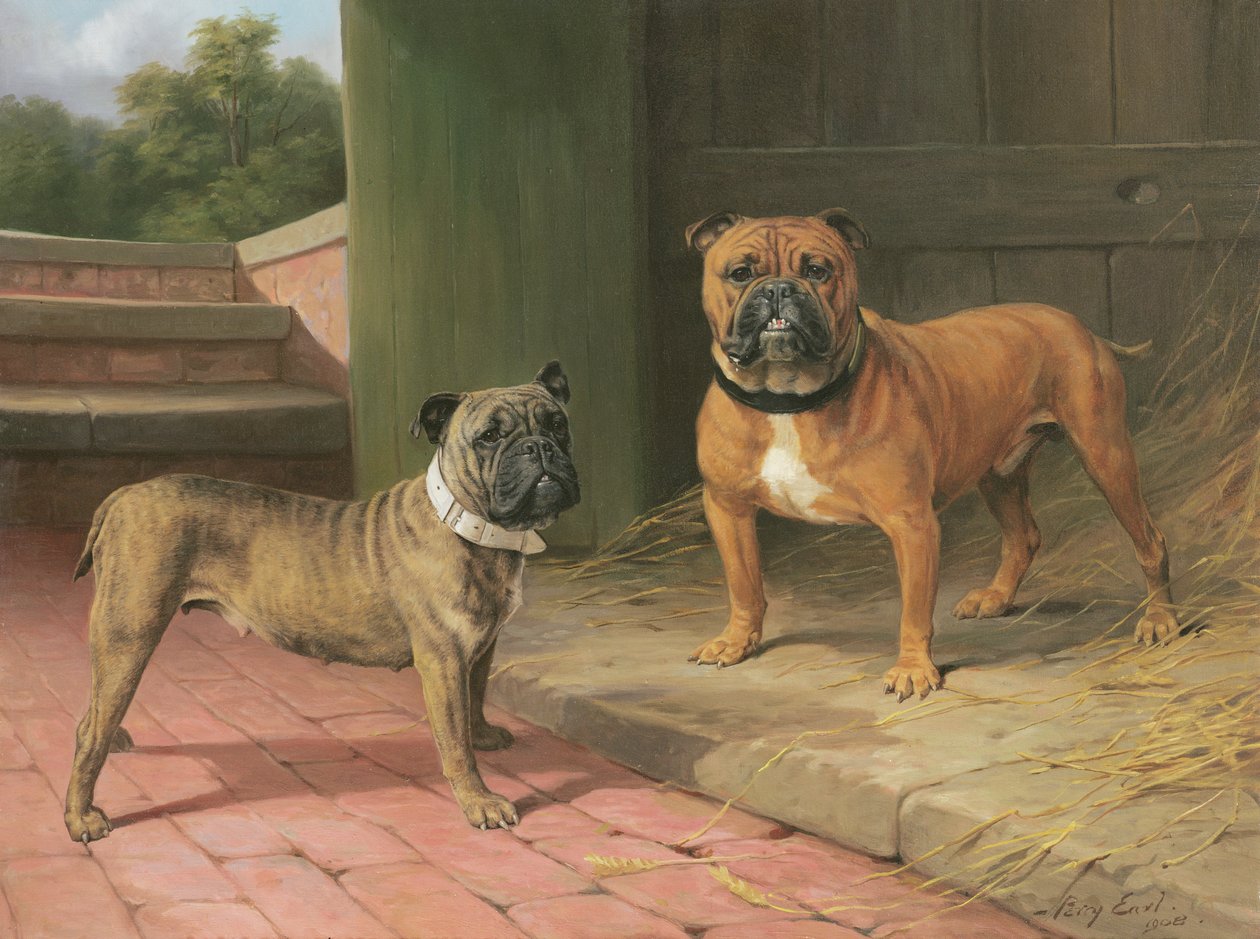Red Bulldog and Brindle Bulldog by a Barn (olej na plátně) od Percy Thomas Earl