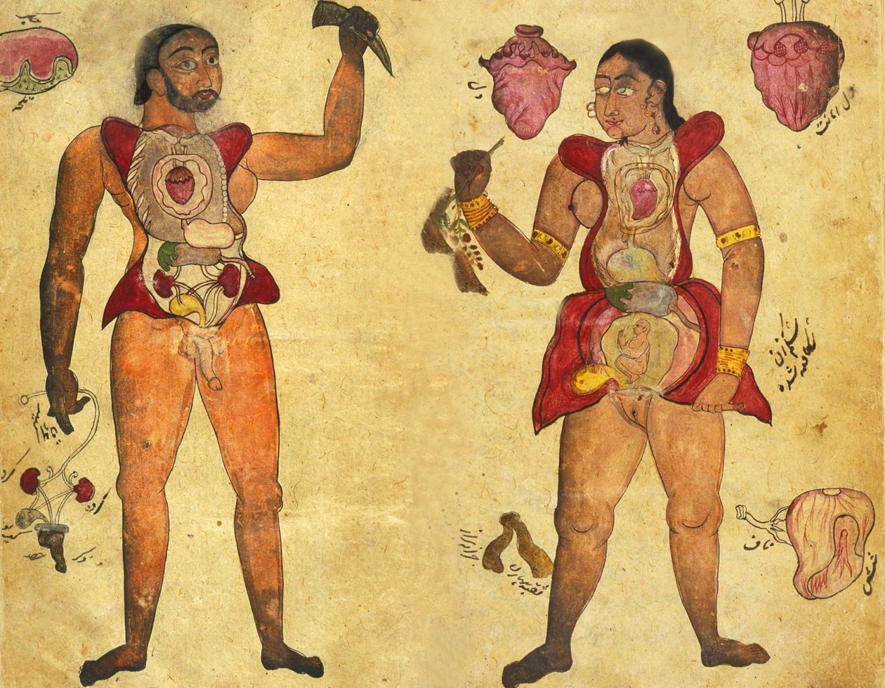 Anatomická ilustrace muže a ženy držících své vlastní vnitřní orgány, publikovaná v Tibb-i Akbar, "The Medicine of Akbar" kolem roku 1700 od Persian School