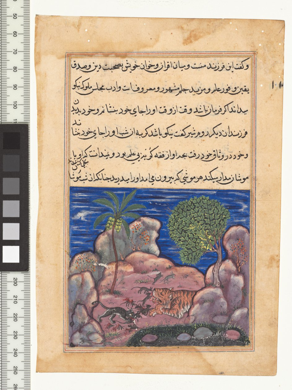 Příběh XV, Kočka útočí na myši, které ruší lva, ilustrace z "Tuti-Nama", c. 1560. Indie, Mughal, vláda Akbara, 16. stol od Persian School