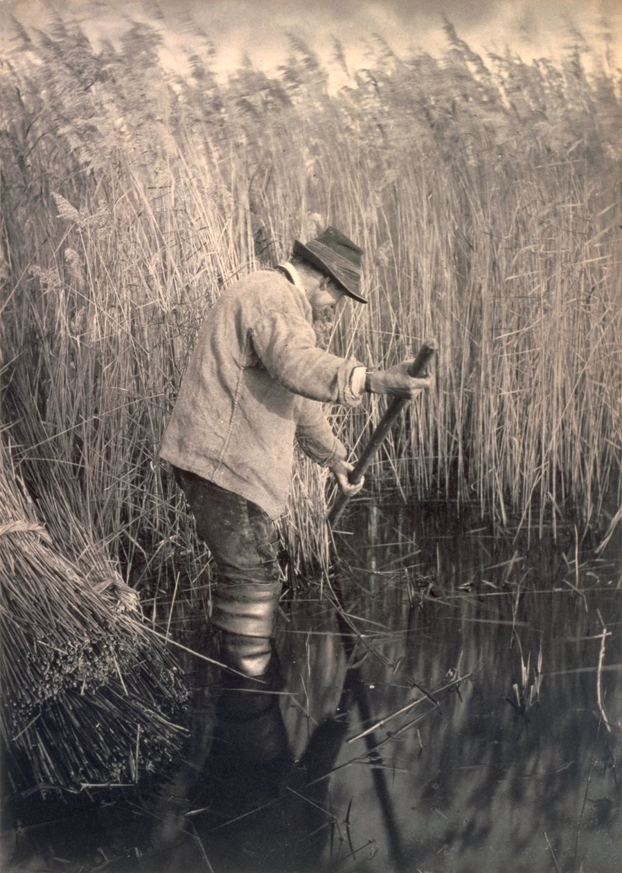 Řezač rákosu v práci, životě a krajině na Norfolk Broads, c.1886 od Peter Emerson und Thomas Goodall