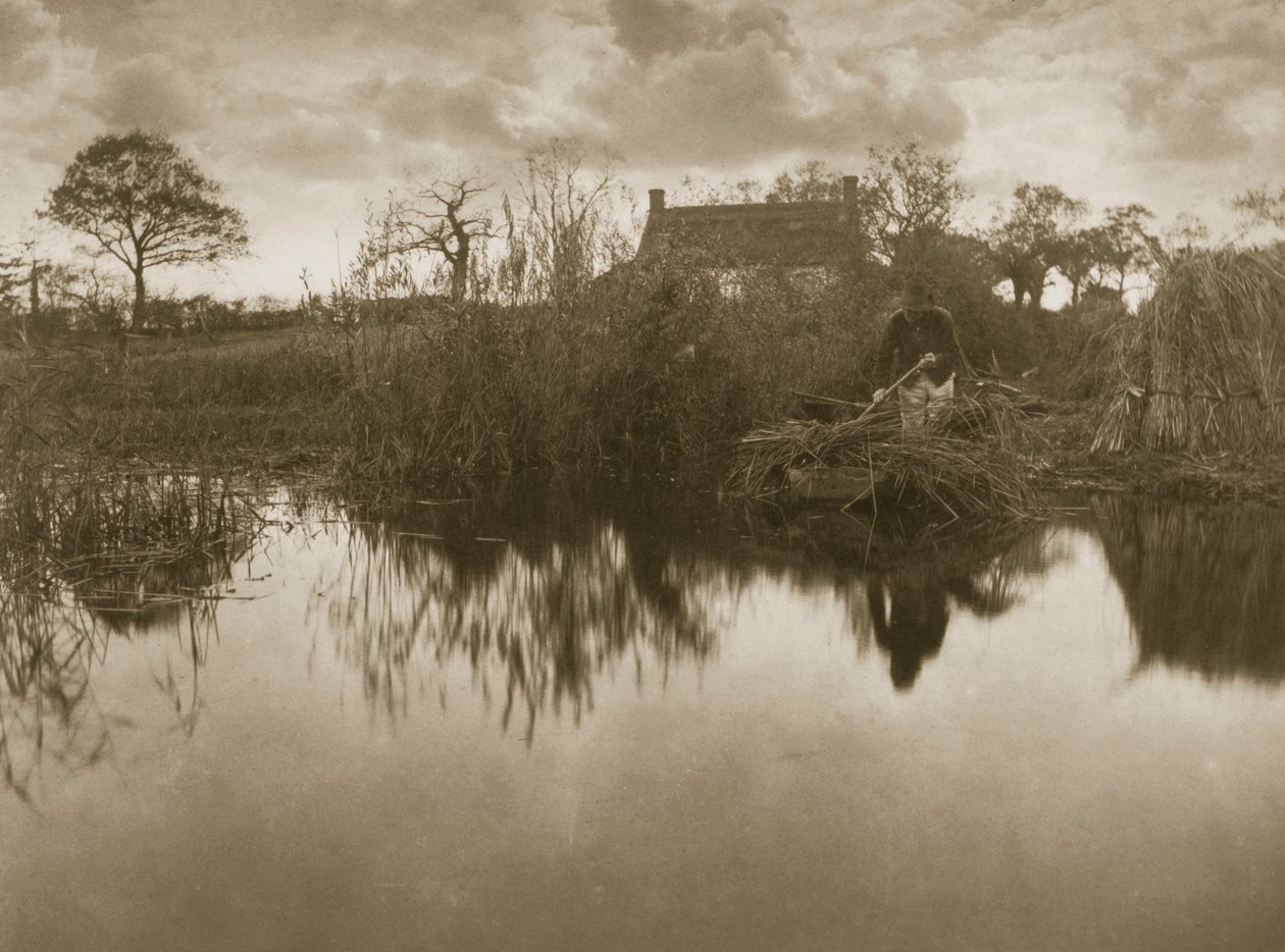 Gathering the Gladdon, c.1886 od Peter Emerson und Thomas Goodall
