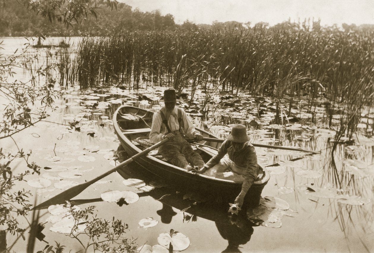 Sbírání leknínů, 1886 (fotografie) od Peter Emerson und Thomas Goodall
