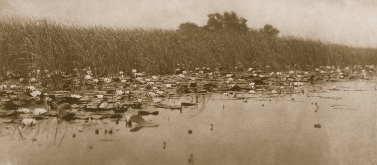 Lekníny, Život a krajina na Norfolk Broads, 1886 od Peter Emerson und Thomas Goodall