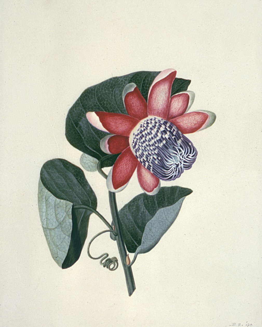 Květinové studie, 18. století od Peter Brown