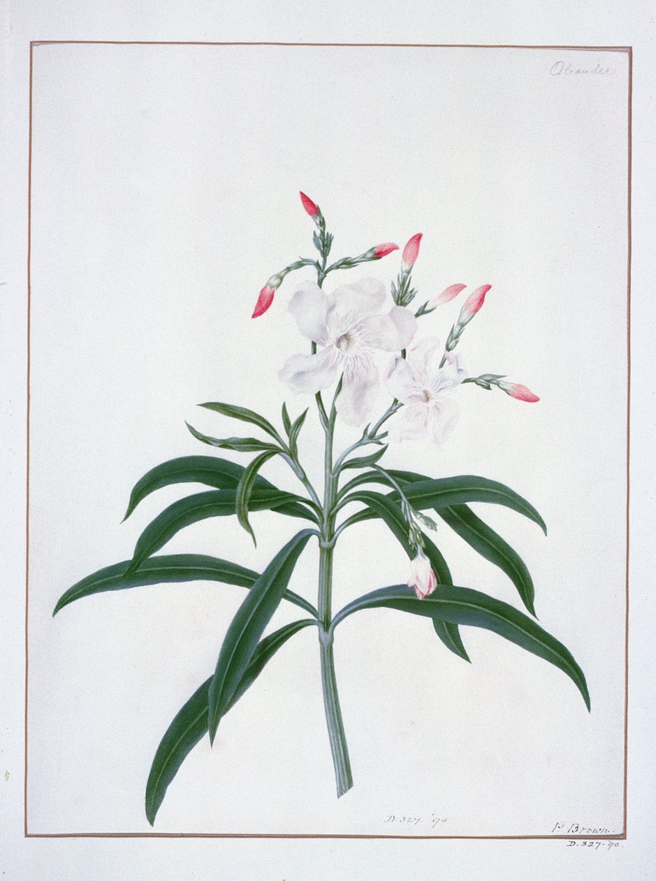 Květinové studie, 18. století (akvarel) od Peter Brown