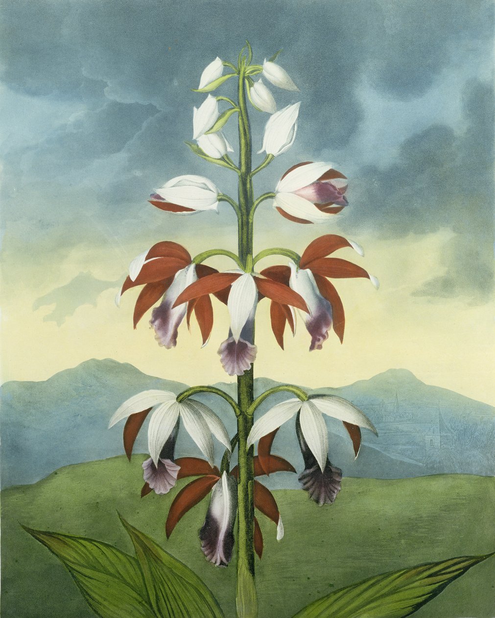 Čínský Limodoron, vyrytý Landseerem, z „Chrámu Flory“ od Roberta Thorntona, hospoda. 1802 od Peter Charles Henderson