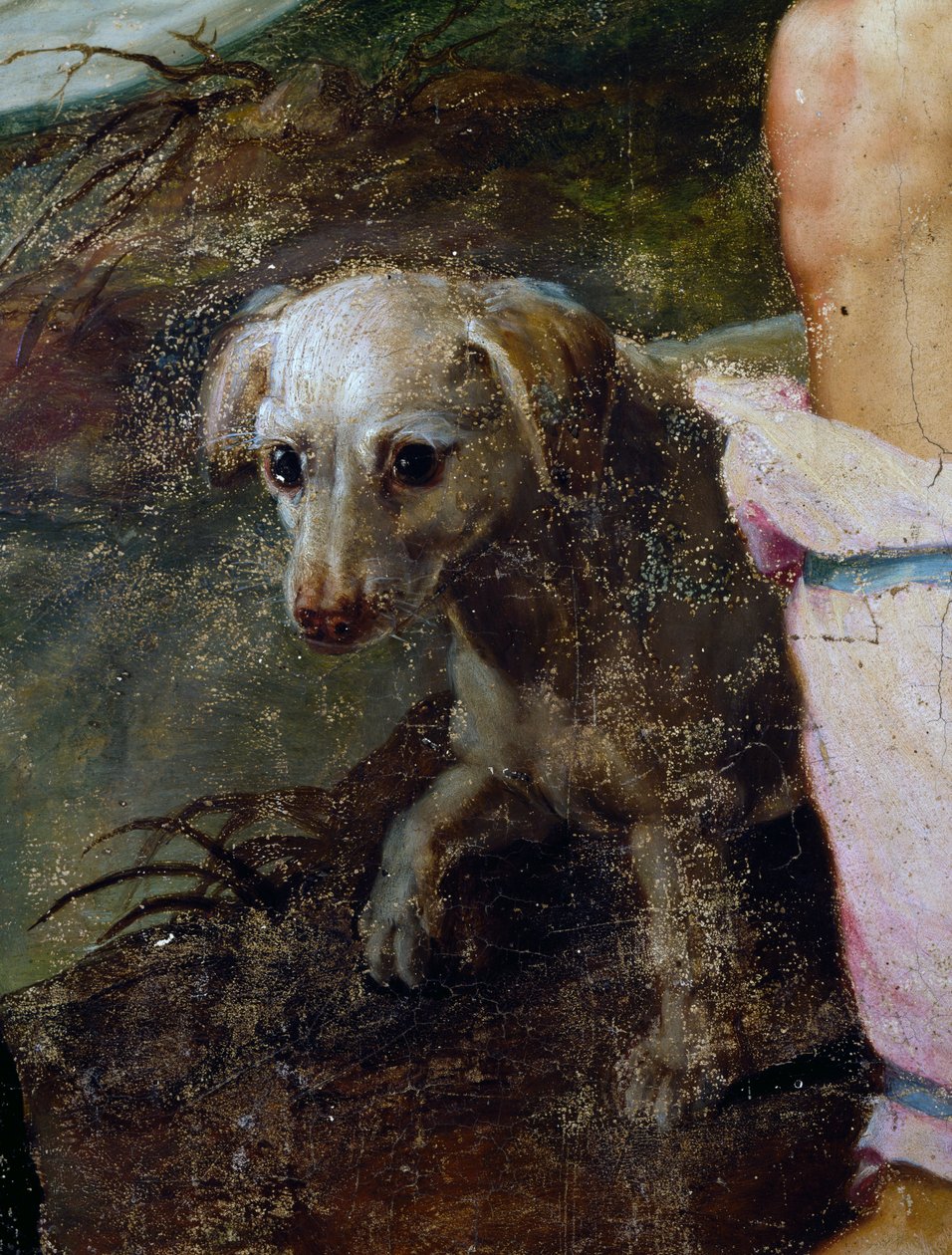 Pes, detail z Narození Páně, obraz od Pietera Candida nebo Pietera de Witte (cca 1548-1628), Nizozemsko od Peter Candid