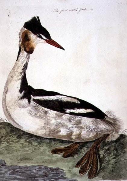 Talíř potápka chocholatý (Podiceps cristatus) z „The British Zoology, Class II: Birds“, vyryl Peter Mazell (fl.1761-97) 1766 (rytina) od Peter (after) Paillou