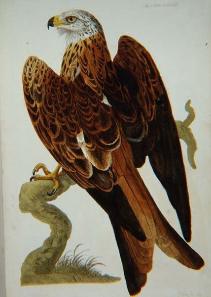 Kite (Milvus milvus) nebo Glead, deska z 