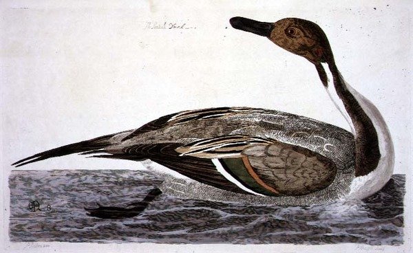 Talíř Pintail Duck (Anas acuta) z 
