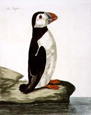 Talíř Puffin (Fratercula arctica) z „The British Zoology, Class II: Birds“, vyrytý Peterem Mazellem (fl.1761-97) 1766 (rytina) od Peter (after) Paillou