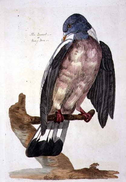 The Queest or Ring Dove, deska z 