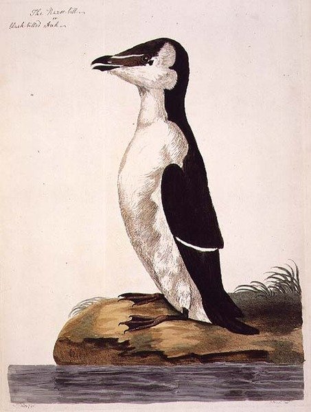 Razorbill (Alca torda) nebo Black-Billed Auk, deska z 