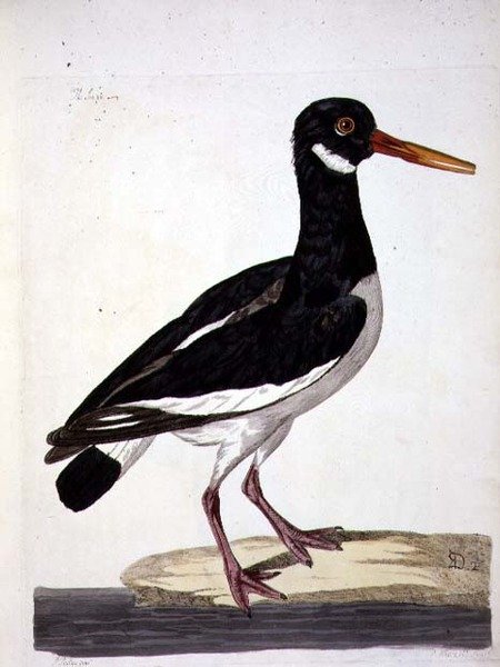 Talíř The Sea Pie nebo Ústřičník (Haematopus ostralegus) z „The British Zoology, Class II: Birds“, vyrytý Peterem Mazellem (fl.1761-97) 1766 (rytina) od Peter (after) Paillou