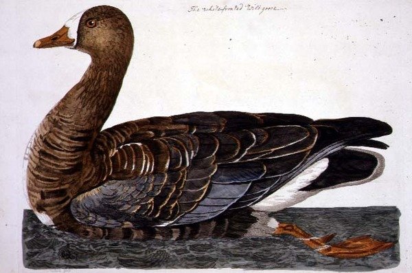 Talíř husy s bílým čelem (Anser albifrons) z „The British Zoology, Class II: Birds“, vyryl Peter Mazell (fl.1761-97) 1766 (rytina) od Peter (after) Paillou