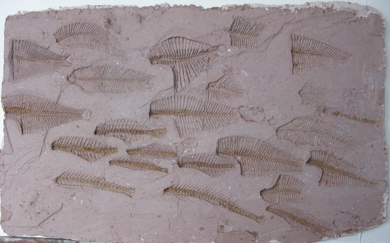 Shoal od Peter A Ford