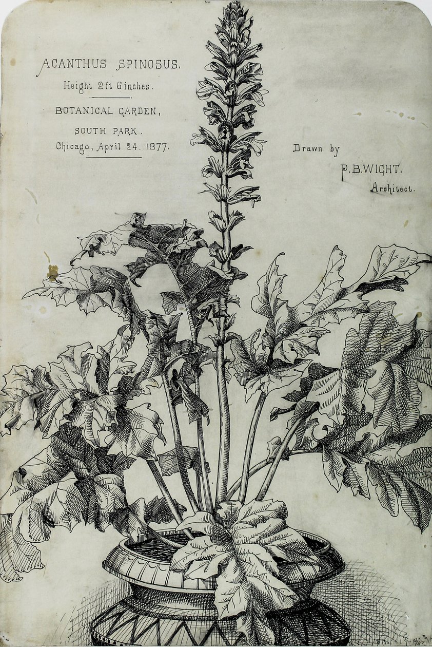 Acanthus Spinosus, Prezentační kresby od Peter Bonnett Wight