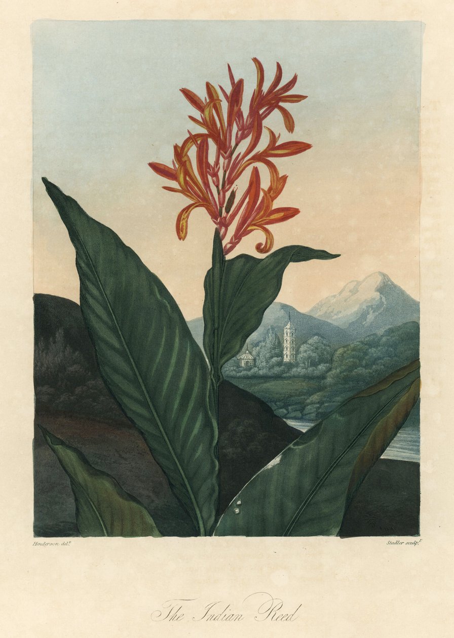 Červená voda nebo voda Conflore či Toloman Forte, z knihy The Temple of Flora, autor Dr. Robert Thornton (1768-1837) od Peter Charles (after) Henderson