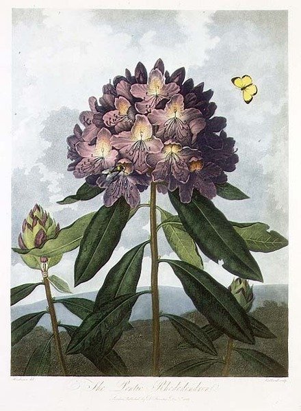 Pontský rododendron, vyrytý Caldwellem, z 