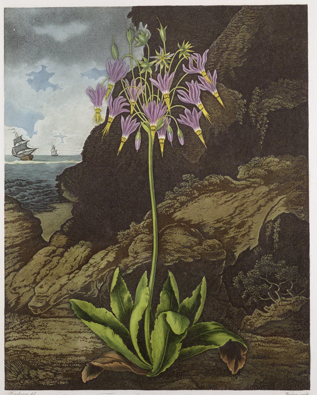 The American Cowslip, vyrytý Warnerem, z 