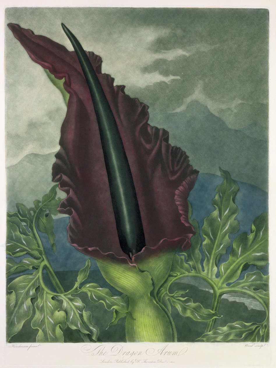 The Dragon Arum, vyrytý Wardem, z 