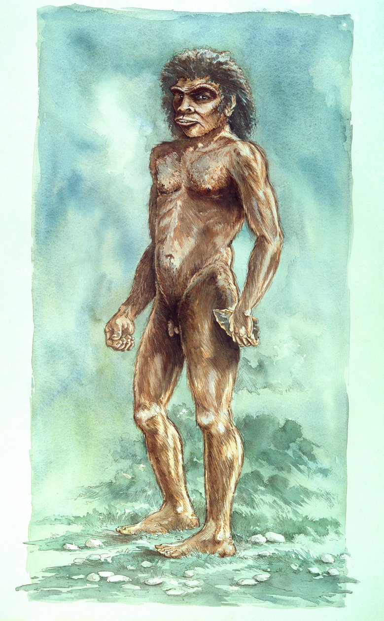 Boxgrove Man, pravěk, 1990-2010 od Peter Dunn