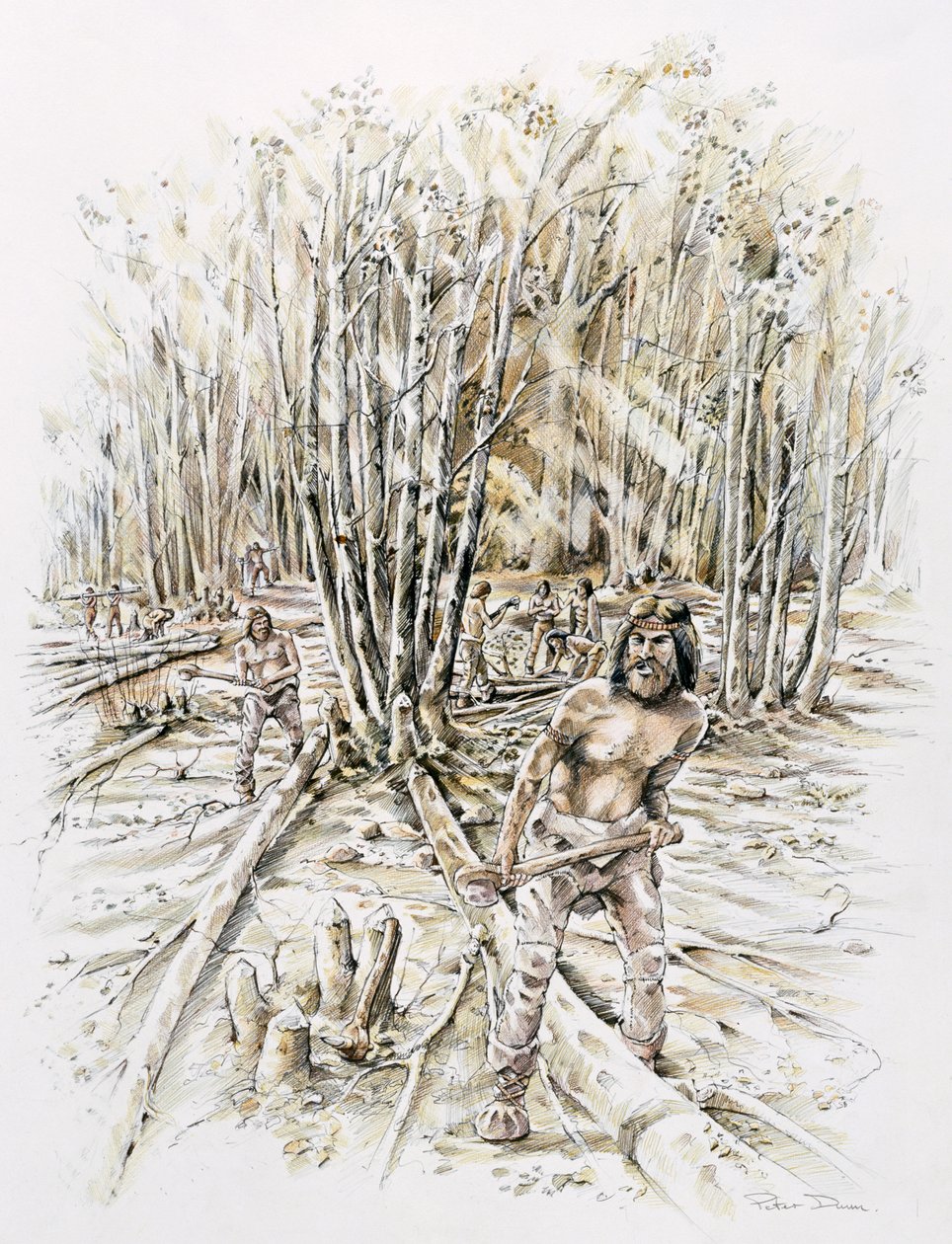Využití pazourku- coppicing, Prehistoric, c1990-2010 od Peter Dunn