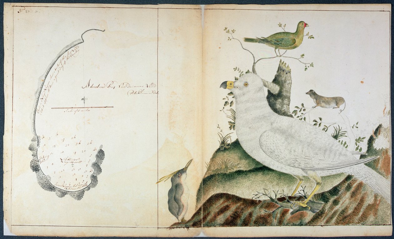 Chart of Adventure Bay, Van Diemen
