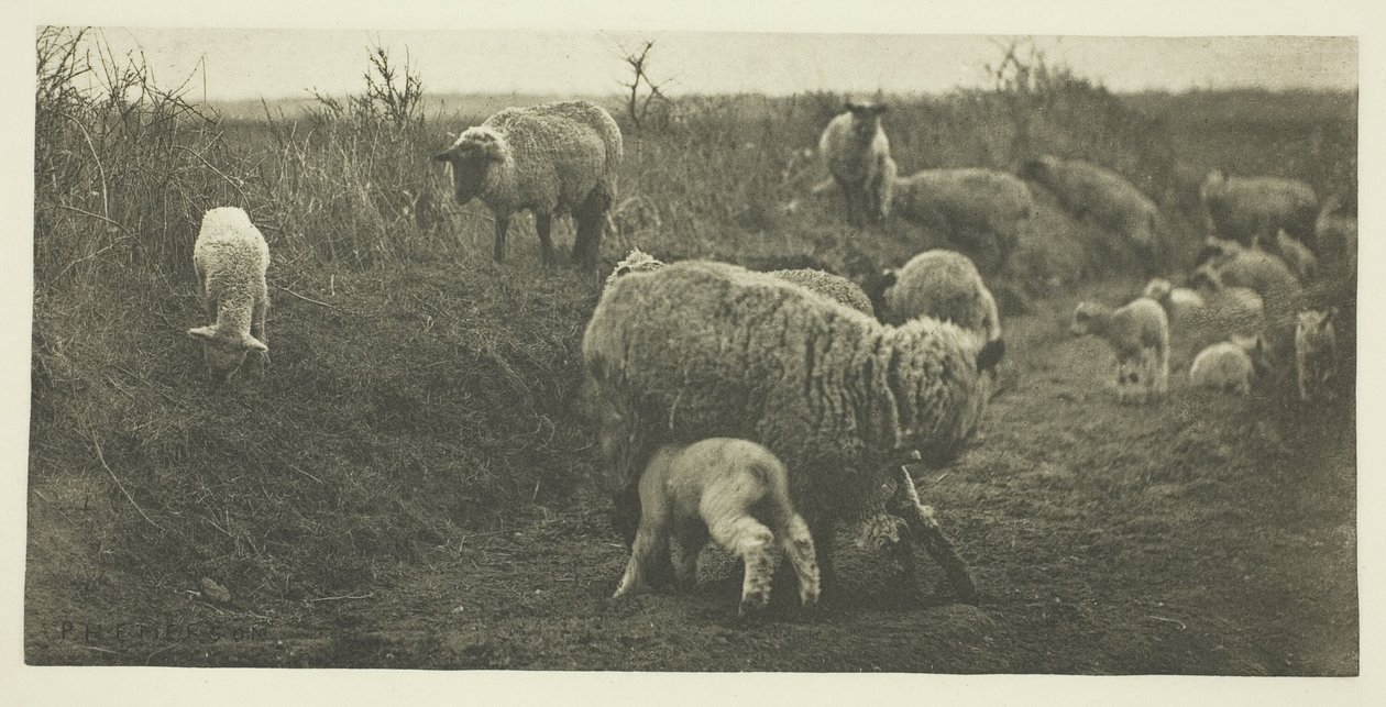 Pastorační pochod (Suffolk) od Peter Henry Emerson