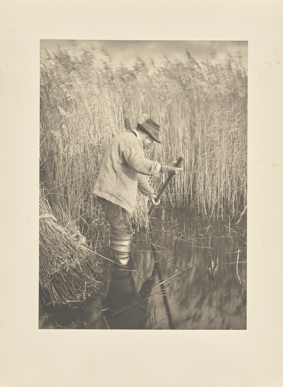 Rákosník při práci od Peter Henry Emerson