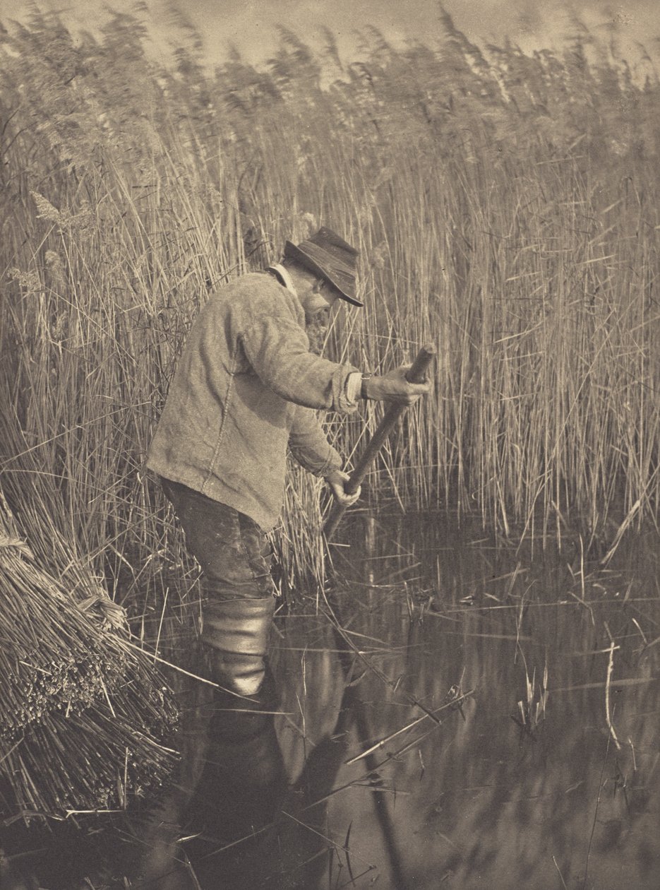Řezač rákosu při práci od Peter Henry Emerson