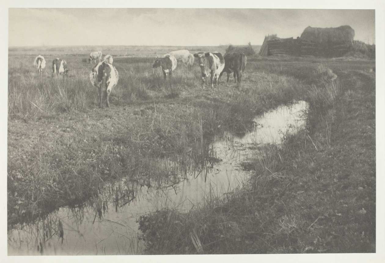 Dobytek na blatech od Peter Henry Emerson
