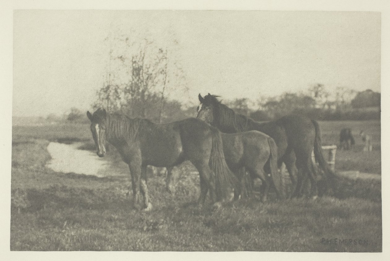 Colts na Norfolk Marsh od Peter Henry Emerson