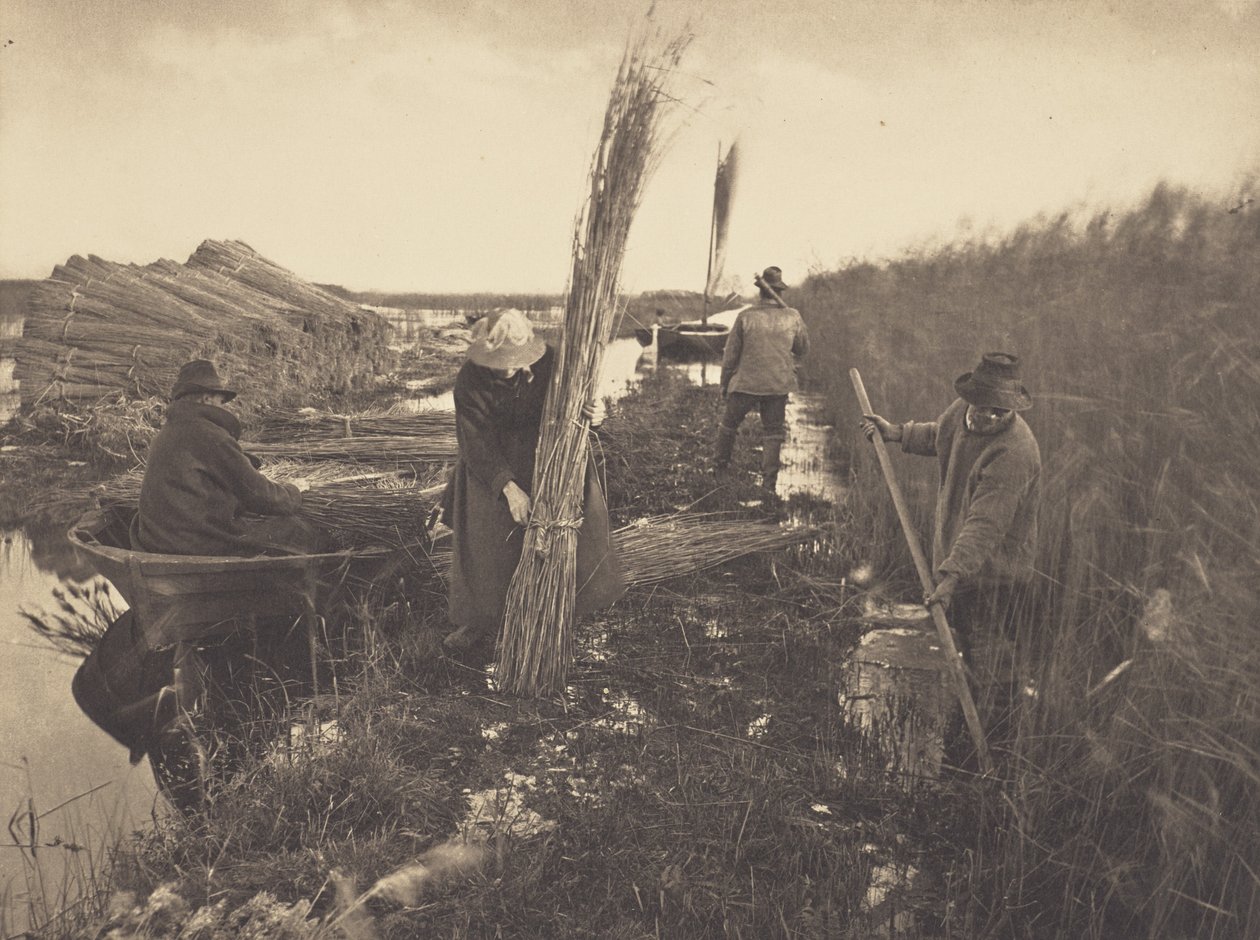 Během sklizně rákosu od Peter Henry Emerson