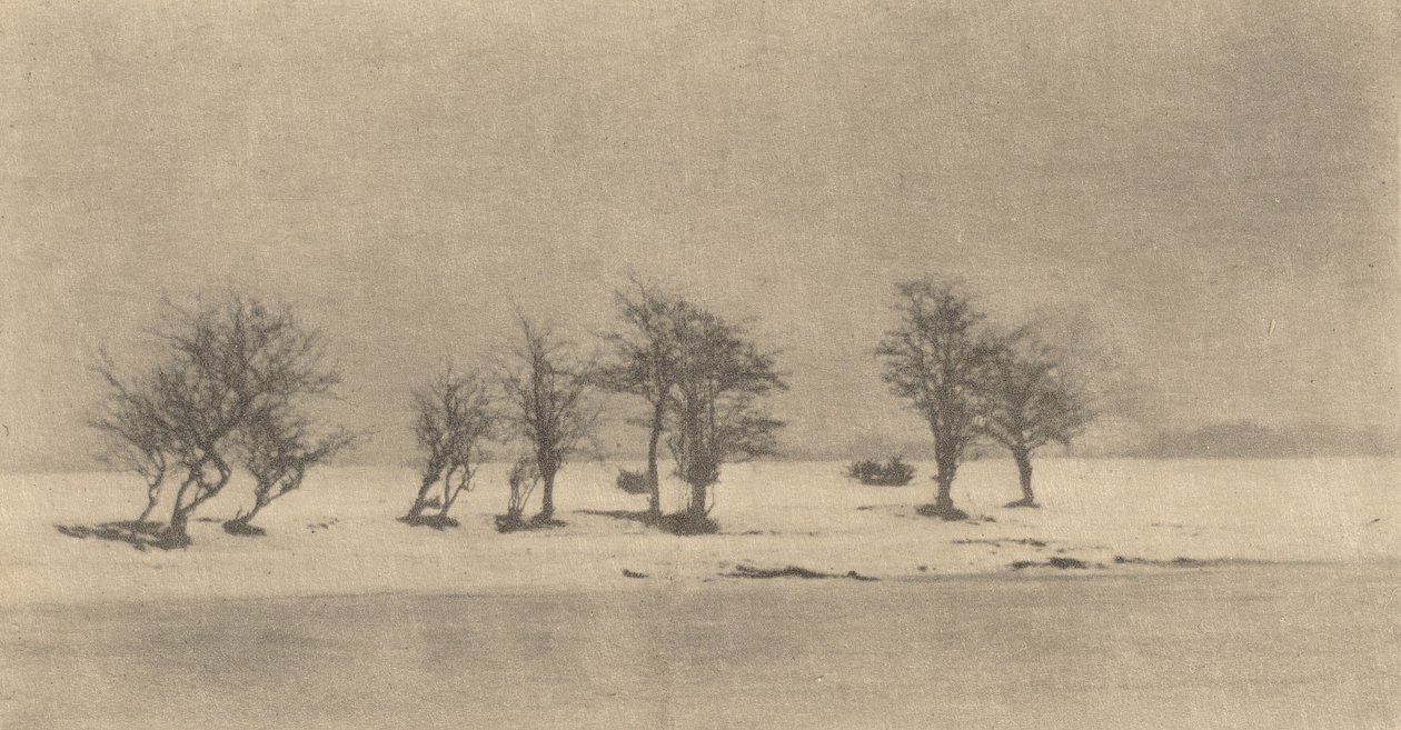 Gnarled-Thorn Trees, c. 1890, vytištěno ca. 1895. od Peter Henry Emerson
