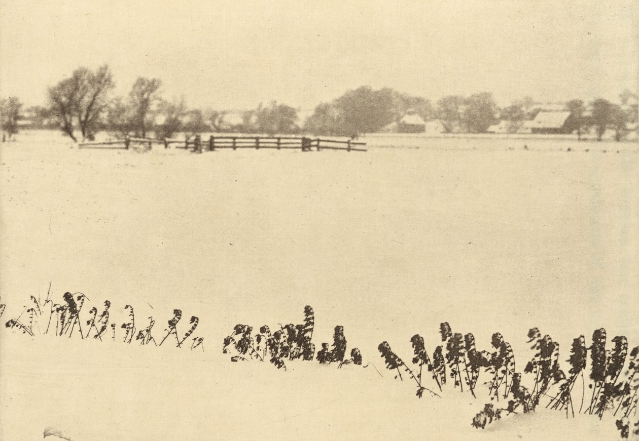 Bažinný plevel, v roce 1895 nebo dříve (foto) od Peter Henry Emerson