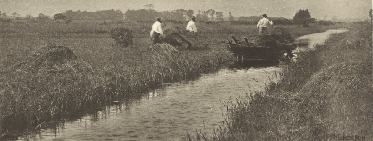 Sklizeň ostřice od Peter Henry Emerson