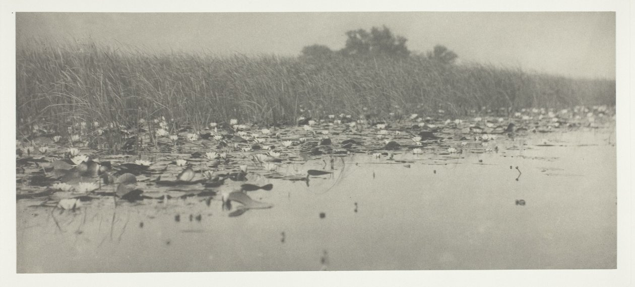 Lekníny od Peter Henry Emerson