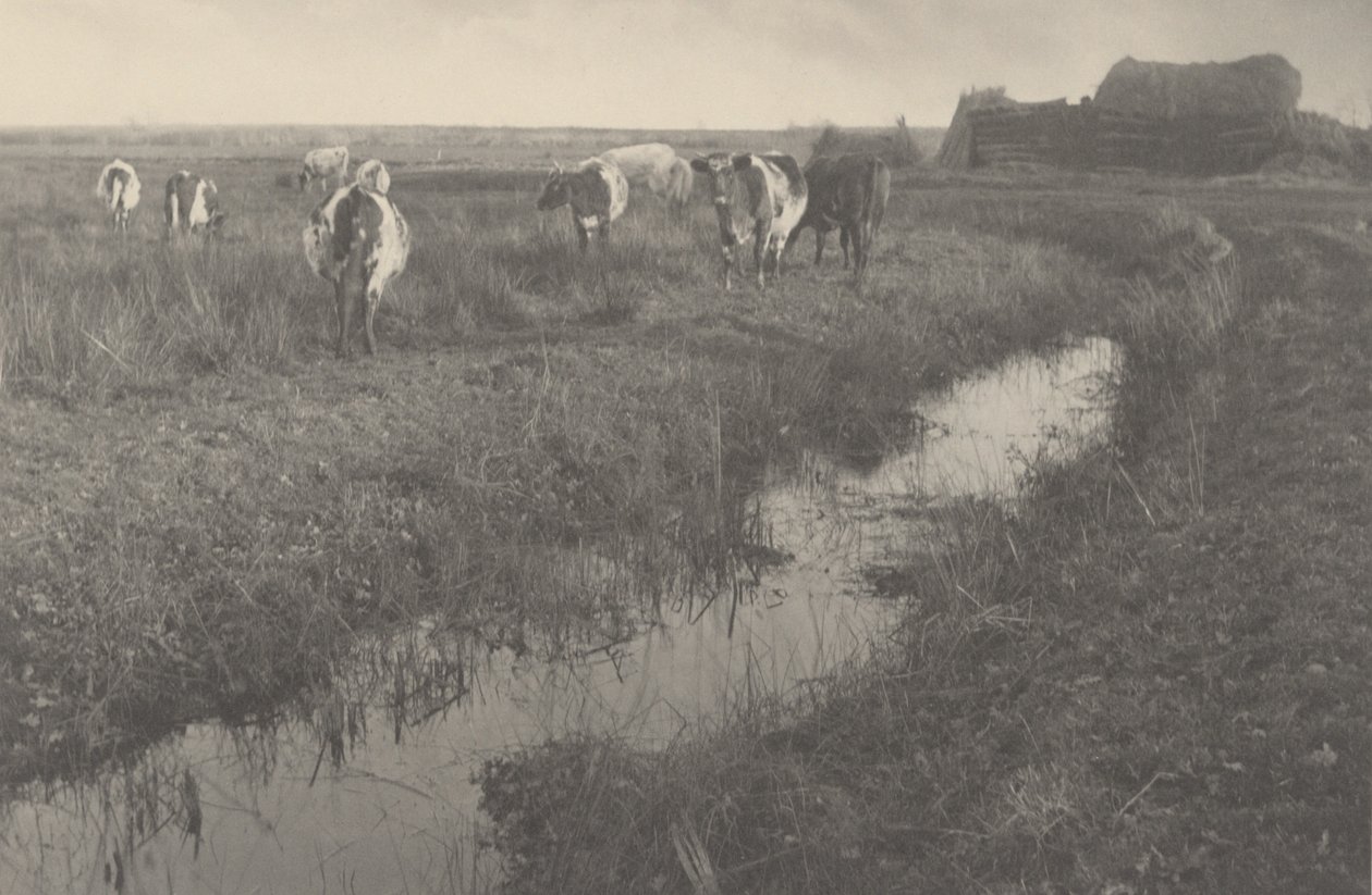 Dobytek na močálech od Peter Henry Emerson and T.F. Goodall
