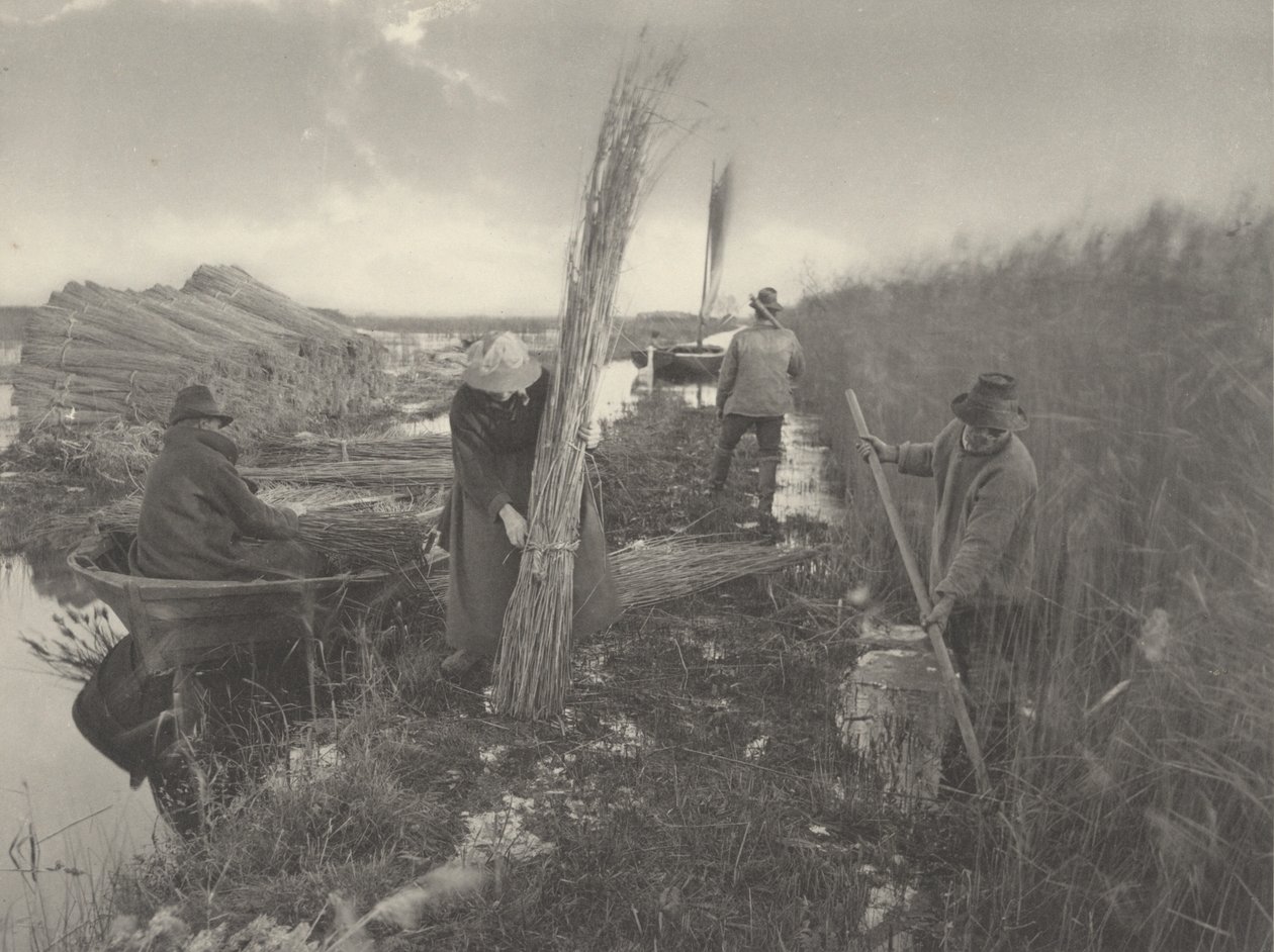 Během Reed-Harvest od Peter Henry Emerson and T.F. Goodall