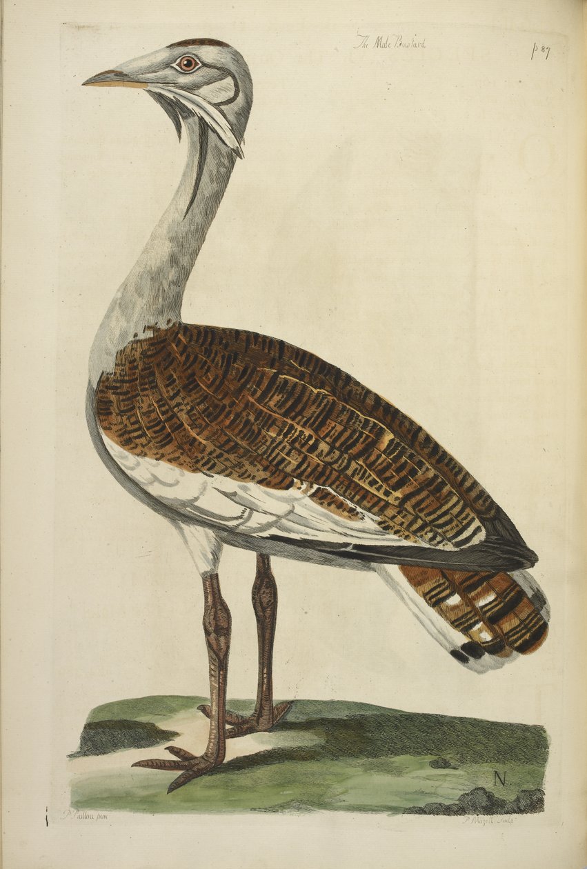 Drop drop, ilustrace z „The British Zoology“ od Thomase Pennanta od Peter Mazell