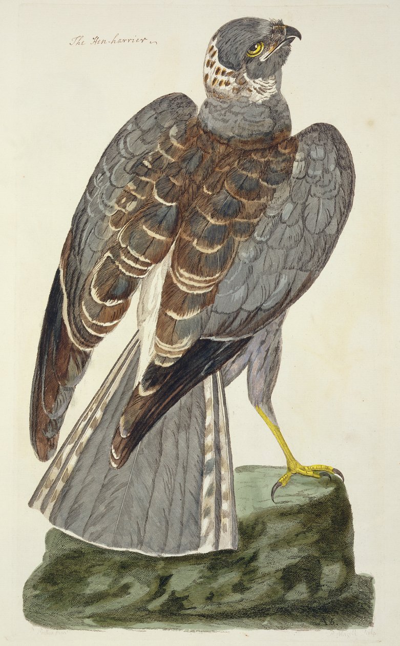 Deska The Hen Harrier (Circus cyaneus) z 
