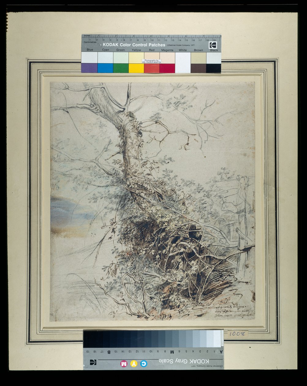 Umírající strom, jeho kmen pokrytý ostružiním, vedle plotu, kolem 1618-20 (pero a inkoust přes křídy s mytím na papíře) od Peter Paul Rubens